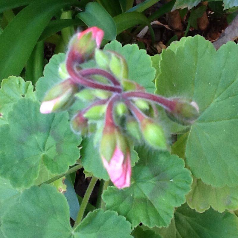 plant image 132827 plant image 132827
