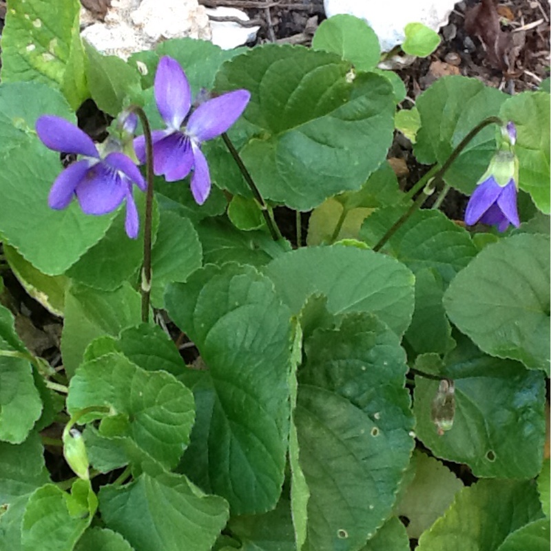 Viola riviniana 'Rosea'