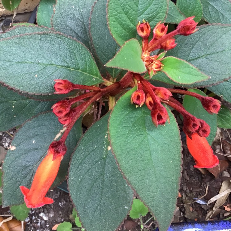 plant image 1357647