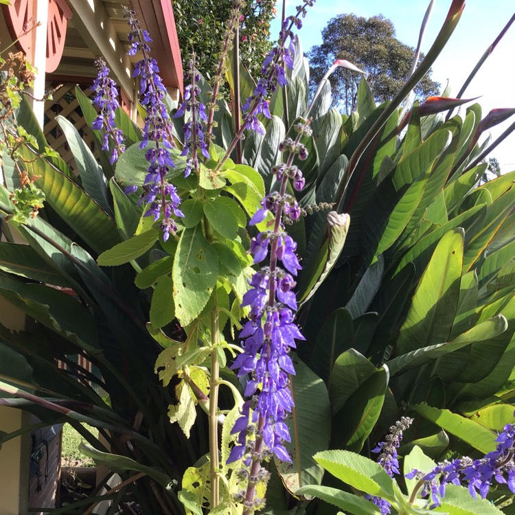 plant image 1367665