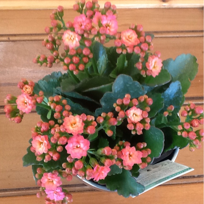 plant image 142771 plant image 142771