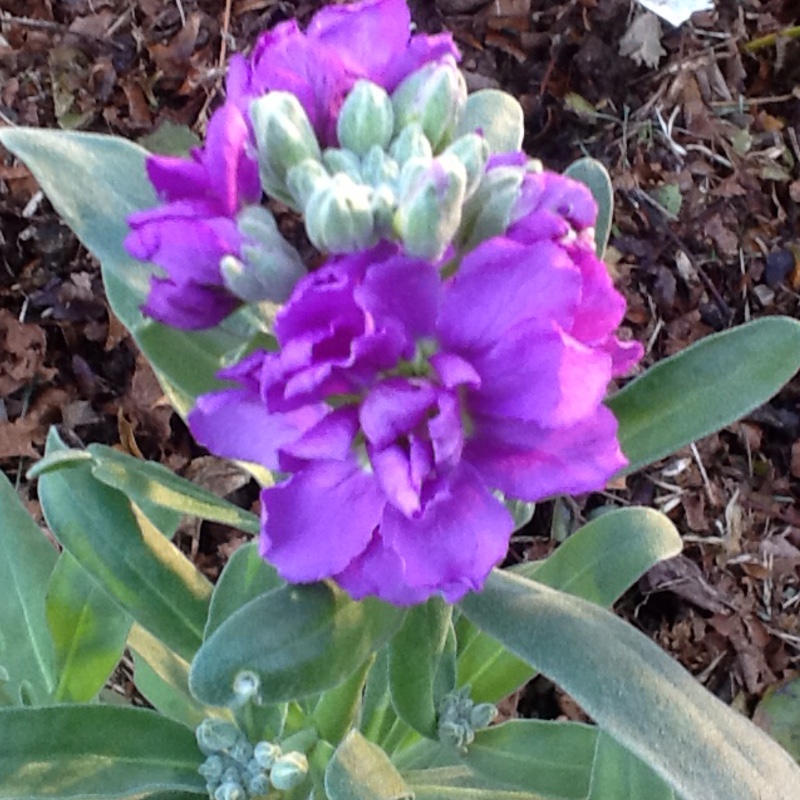 Matthiola Incana  syn. Matthiola incana 'Brompton' ;  Matthiola arborescens