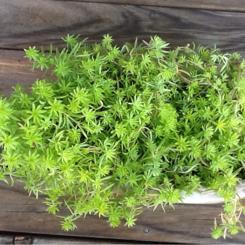 plant image 164518