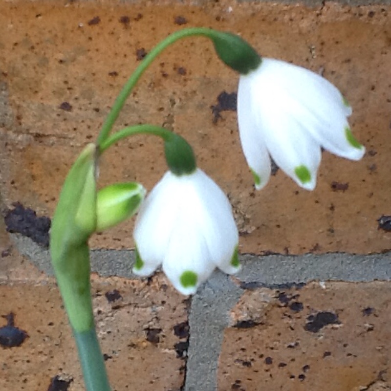 Leucojum aestivum 'Gravetye Giant'
