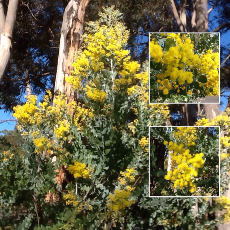 Plant image Acacia podalyriifolia