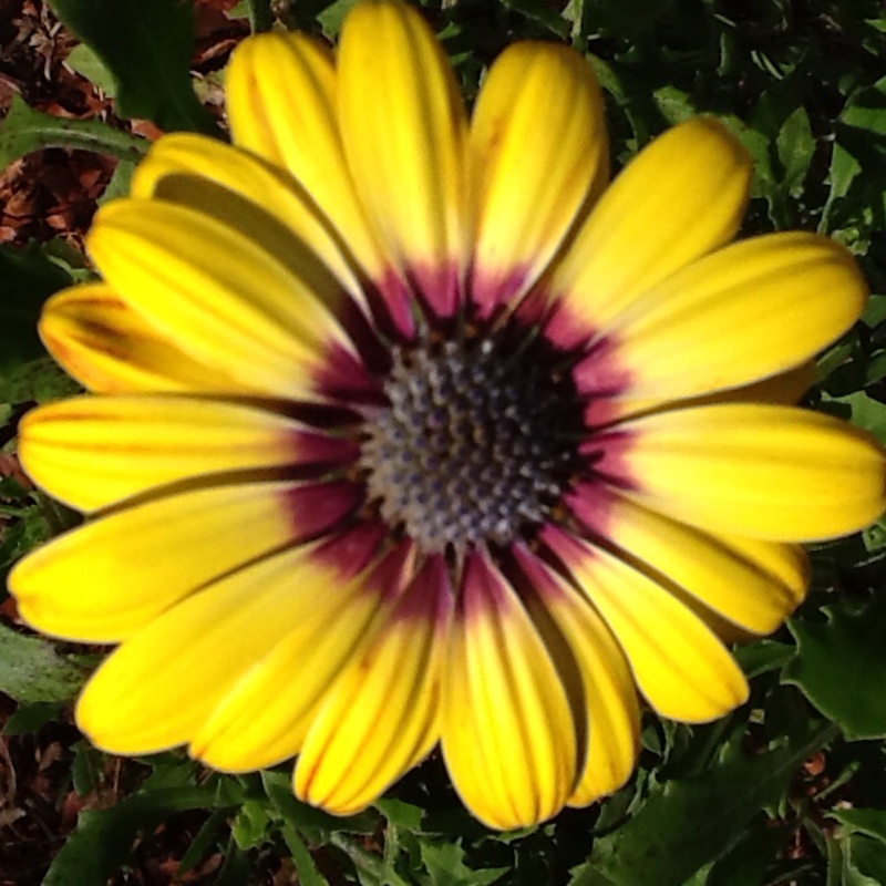 plant image 176648