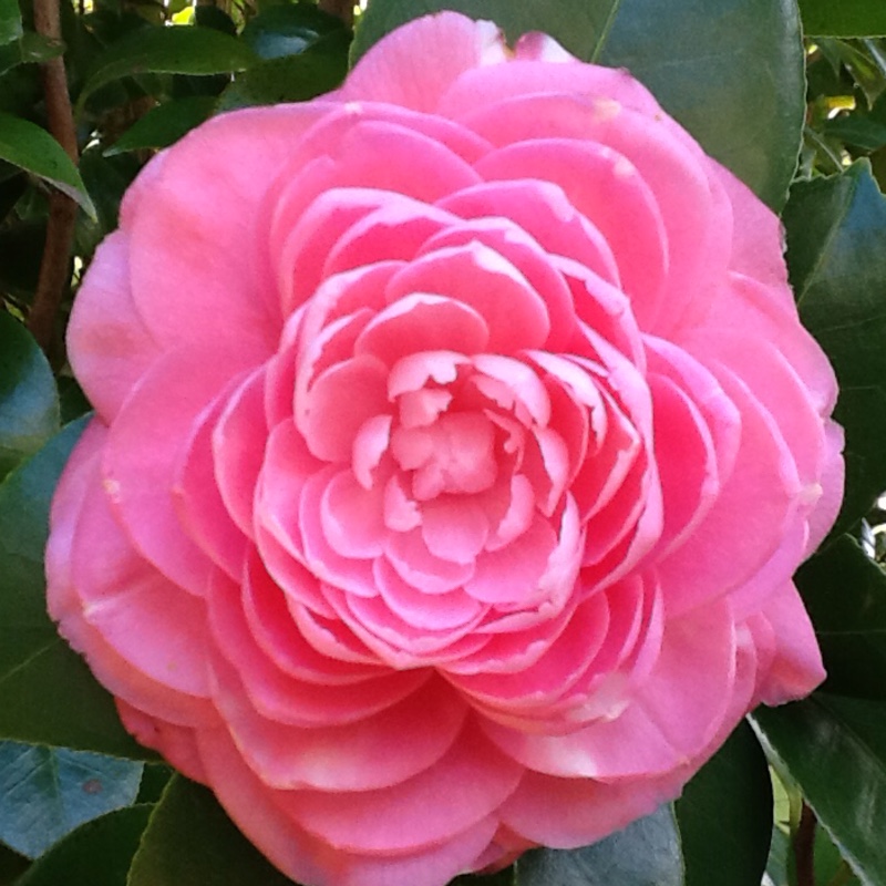 Camellia