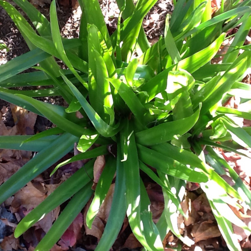 Plant image Scilla peruviana 'Sapphire Blue' (Carribean Jewels Series)