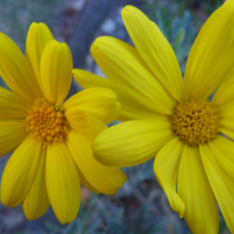 Plant image Euryops pectinatus 'Silver Star'