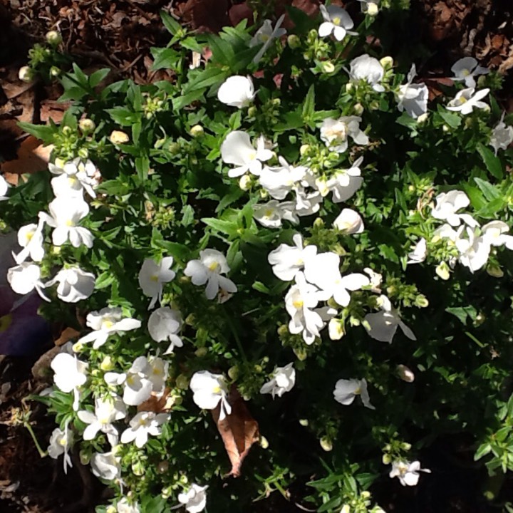 plant image 187101