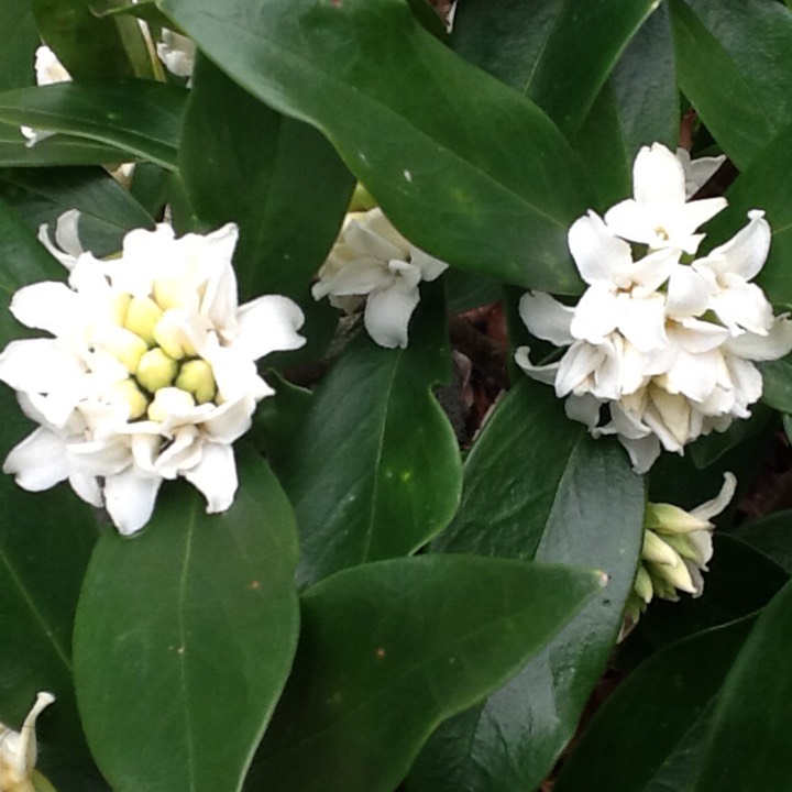 Plant image Daphne odora