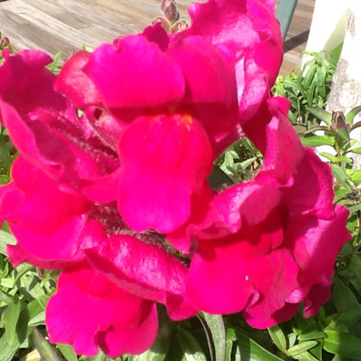 plant image 203520