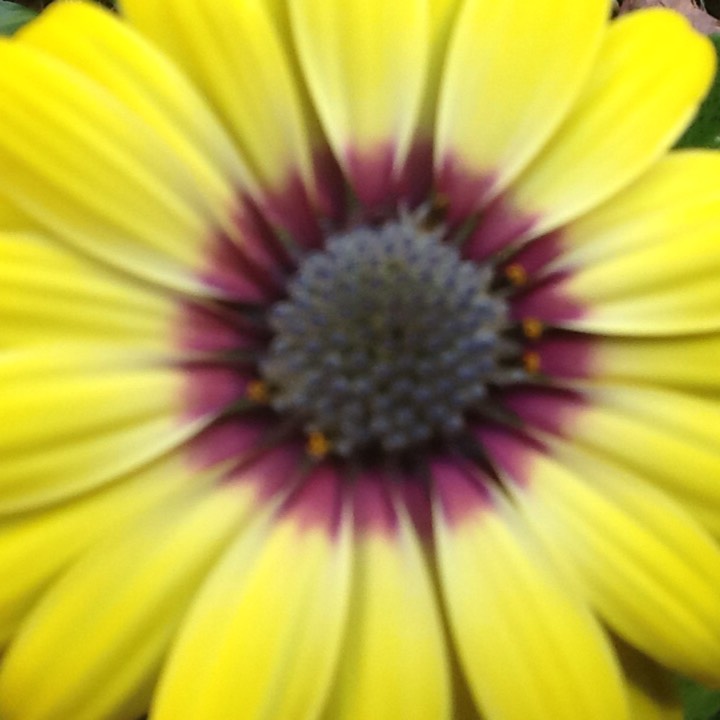 plant image 204576