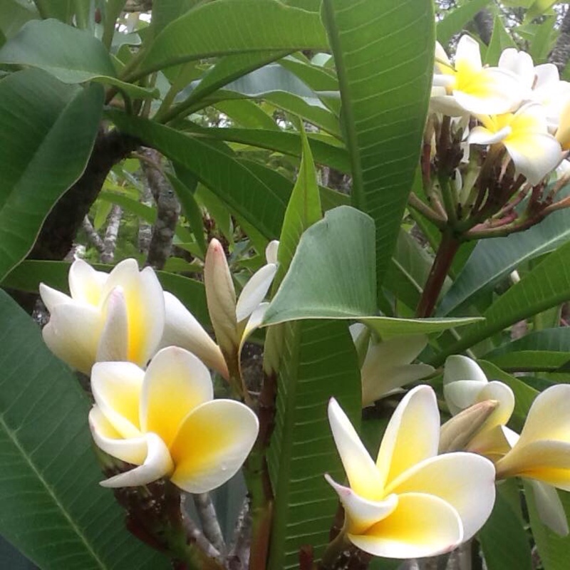 plant image 22847