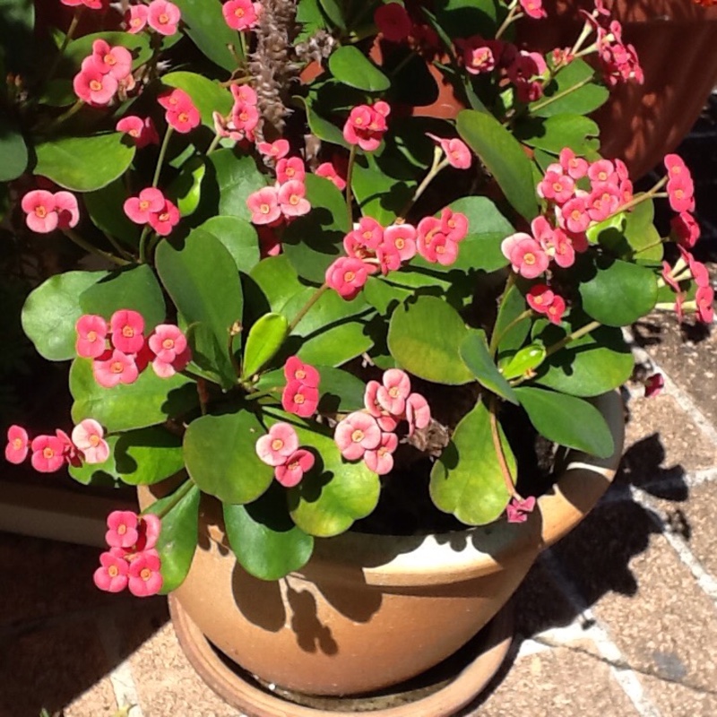 Plant image Euphorbia milii