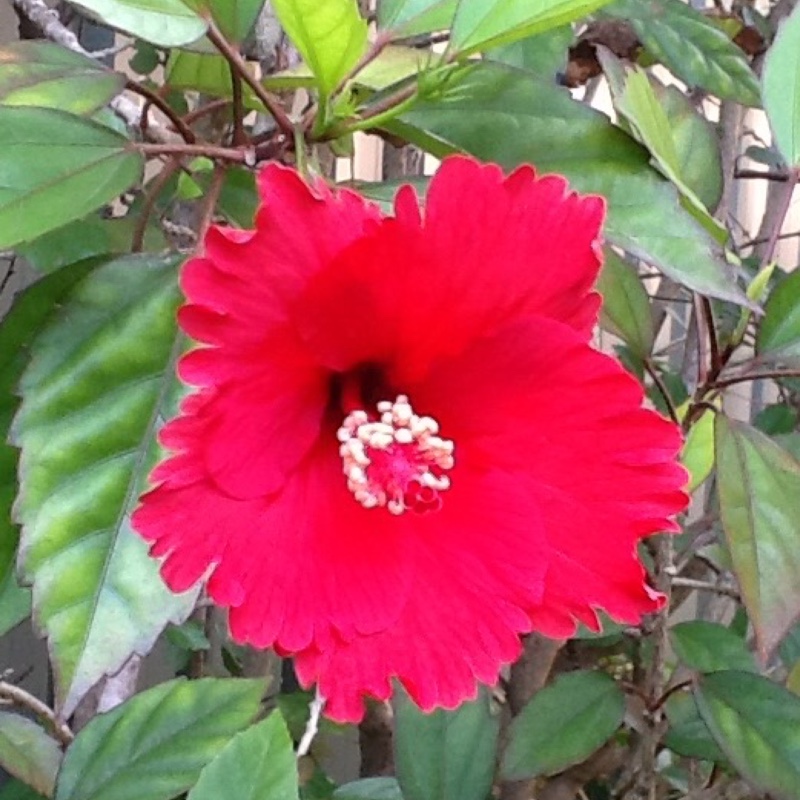 plant image 23845 plant image 23845