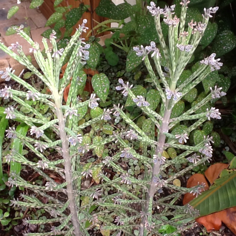 plant image 23885 plant image 23885