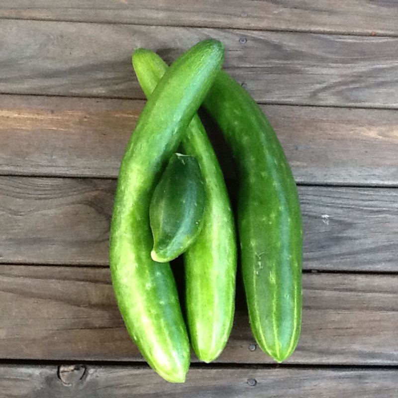 Plant image Cucumis sativus 'Burpless'