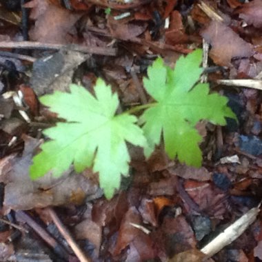 Acer palmatum