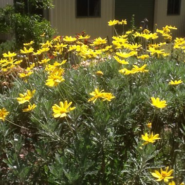 Euryops pectinatus 'Silver Star'