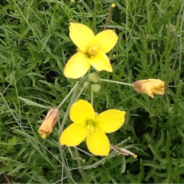 Lactuca sativa