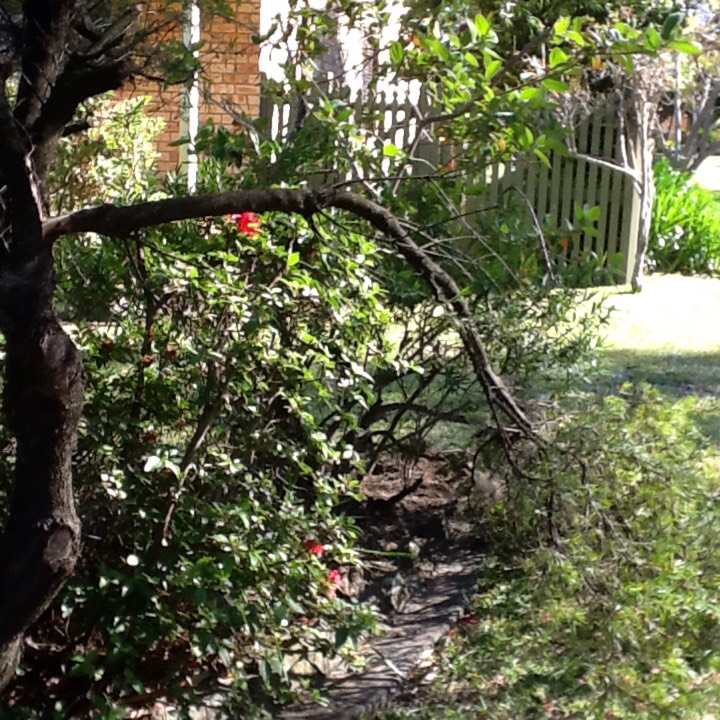 plant image 252322