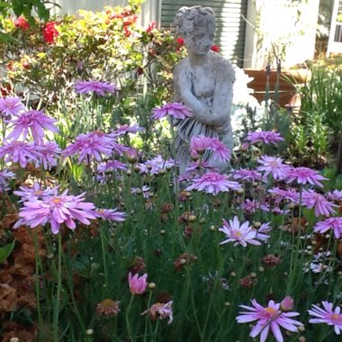 Argyranthemum frutescens 'Comet Pink'