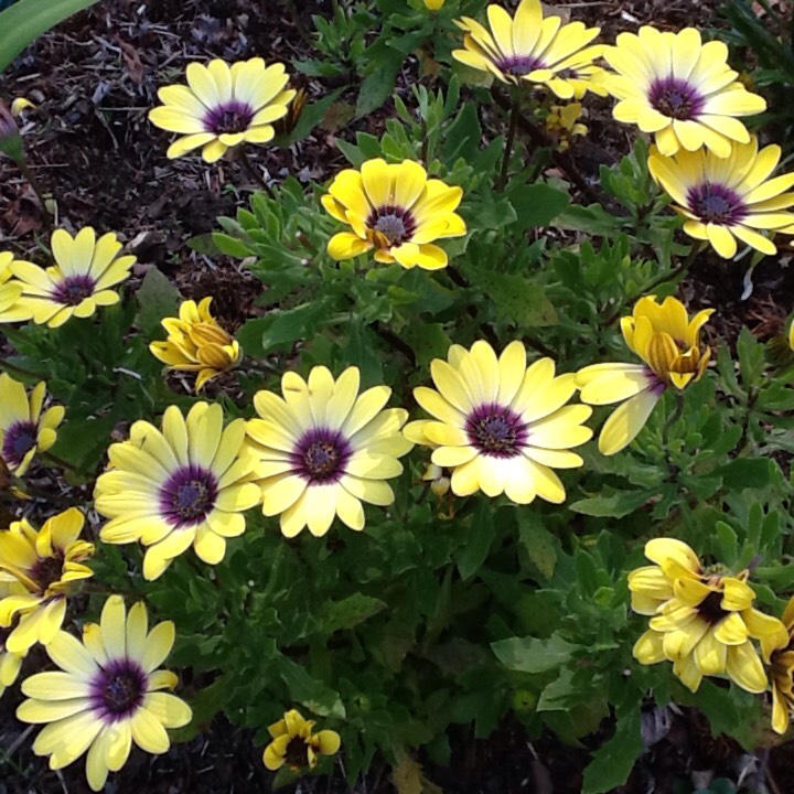 plant image 256573