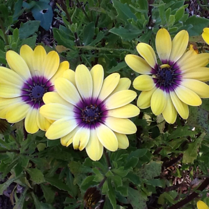 Plant image Osteospermum 'Serenity Blue Eyed Beauty'
