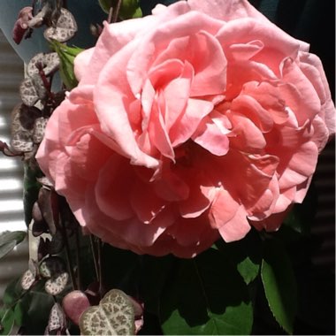 Rosa (Hybrid Tea)