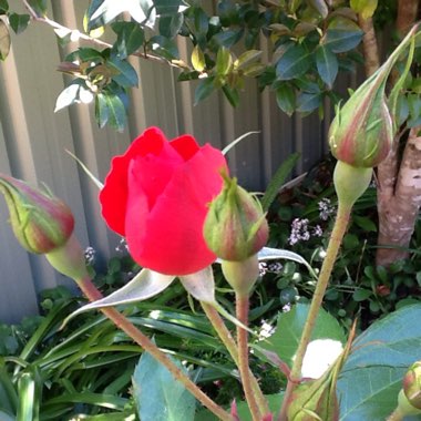 Rosa (Hybrid Tea)