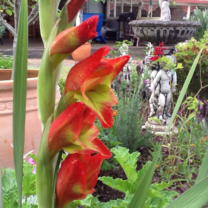 plant image 266953