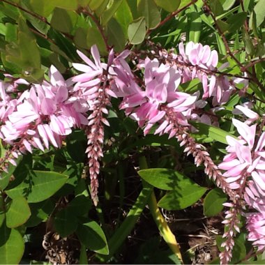 Indigofera Decora