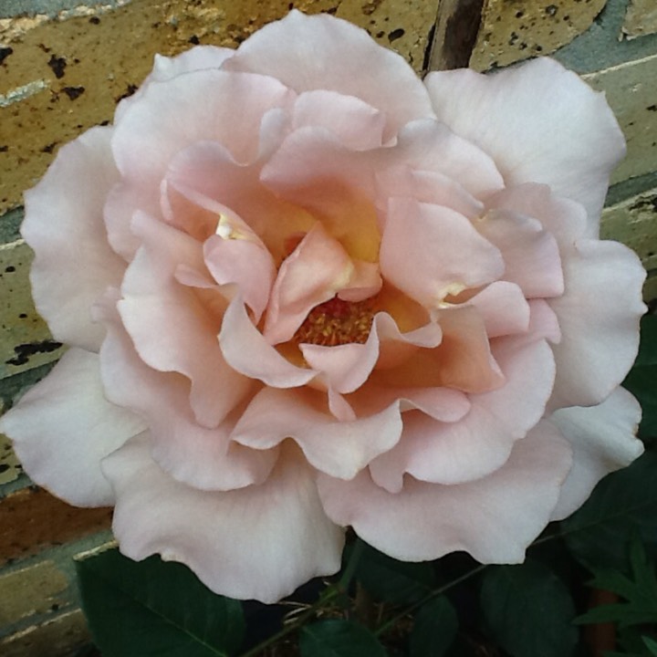 plant image 268307