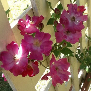 Rosa (Hybrid Tea)