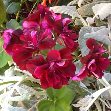 Geranium