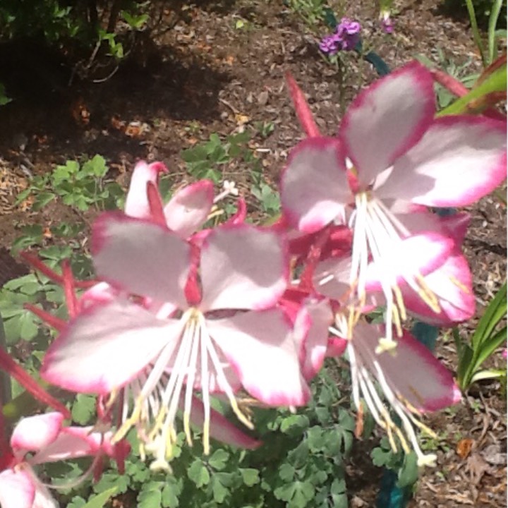 plant image 273578 plant image 273578