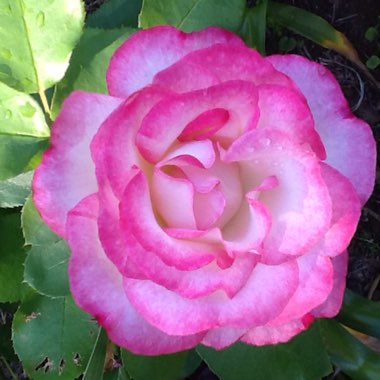 Rosa (Hybrid Tea)