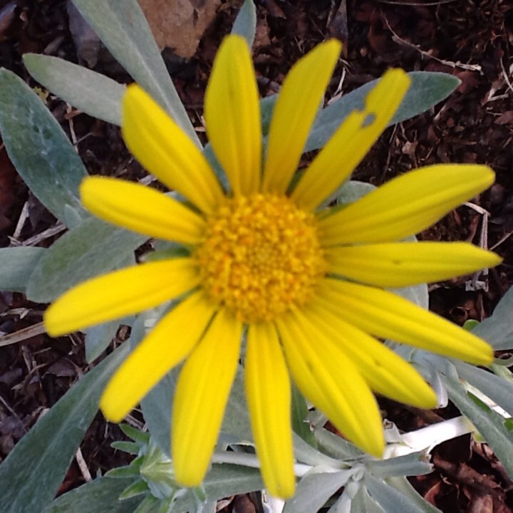 Plant image Bellis perennis