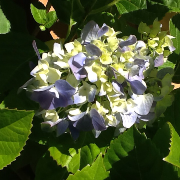 plant image 276528 plant image 276528