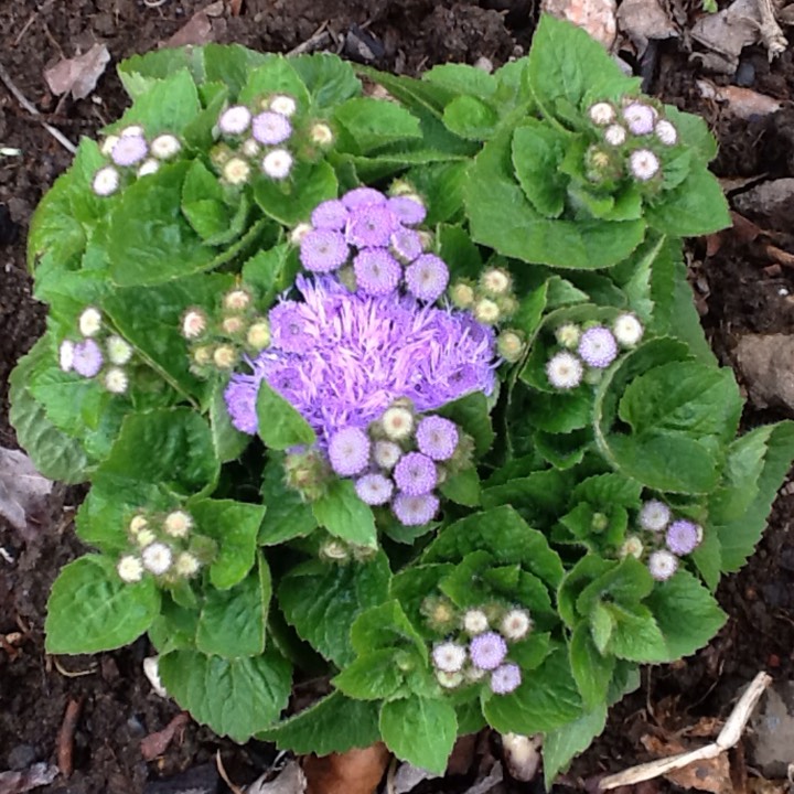 Plant image Ageratum houstonianum 'Agsantis' (Artist Basso Series) syn. Ageratum houstonianum 'Artist Basso Blue'