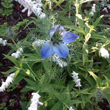 Nigella
