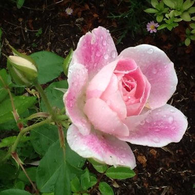 Rosa (Hybrid Tea)