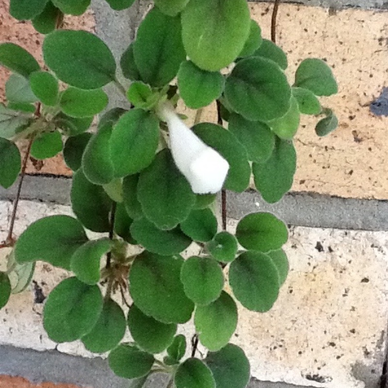 plant image 28168