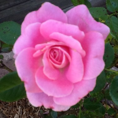 Rosa