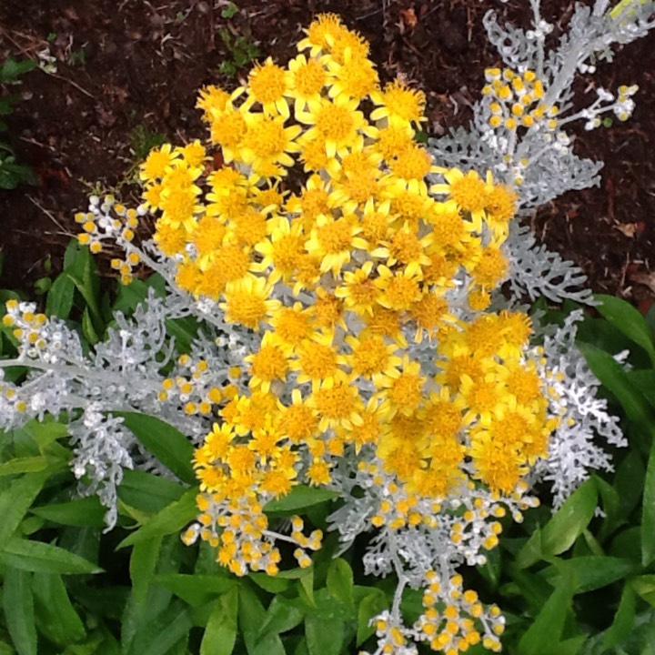 plant image 283780 plant image 283780