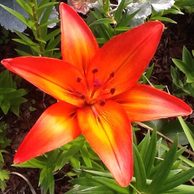 Lilium (Asiatic)