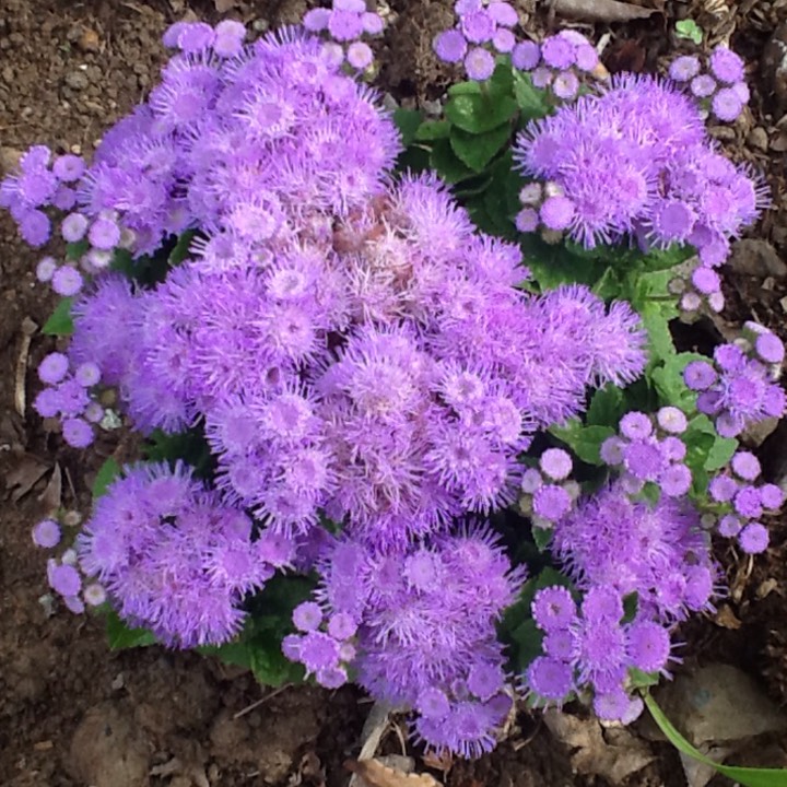 plant image 285979