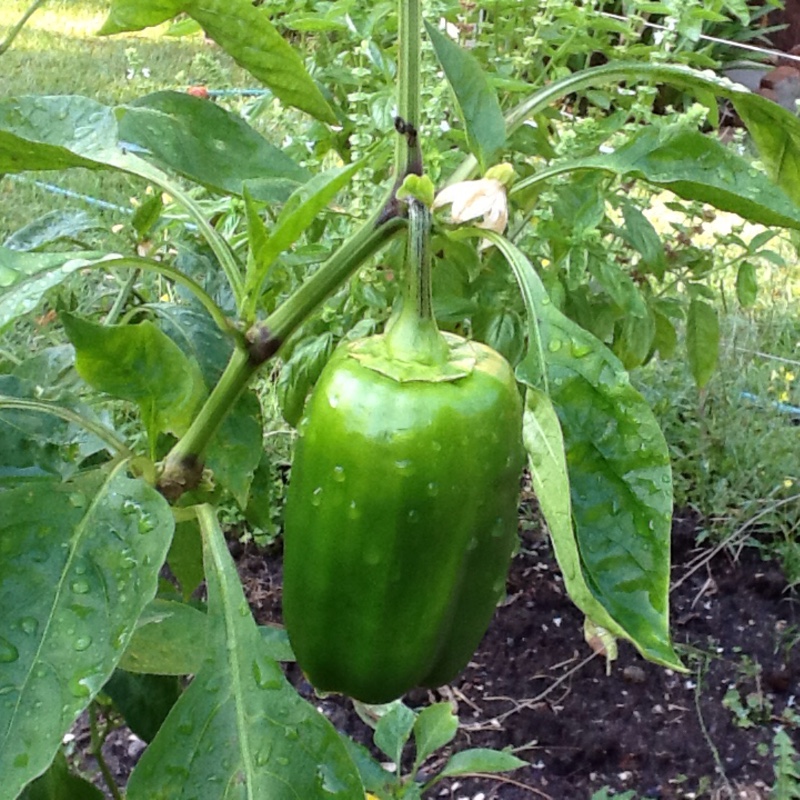 Capsicum annuum