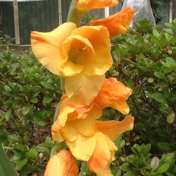 plant image 287241